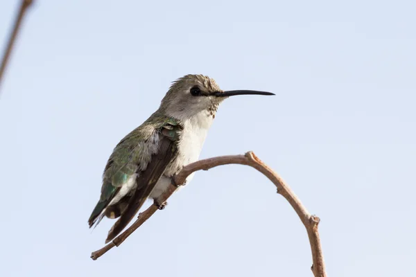Női Feketetorkú kolibri — Stock Fotó