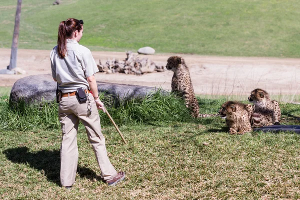 Çita - acinonyx jubatus