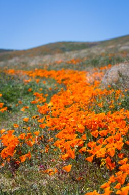 California haşhaş - Eschscholzia californica