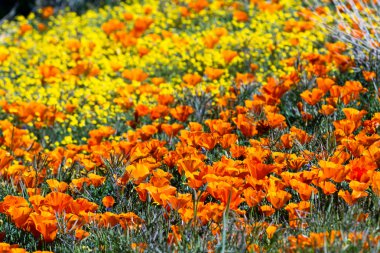 California haşhaş - Eschscholzia californica