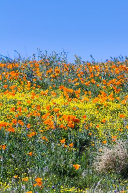 California haşhaş - Eschscholzia californica