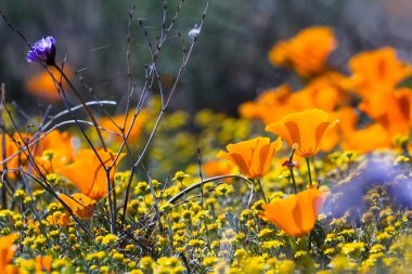 California haşhaş - Eschscholzia californica