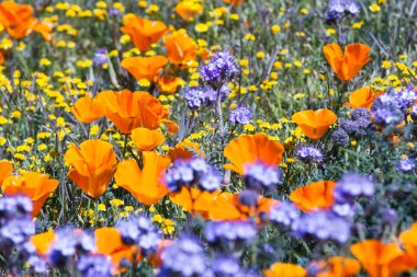California Poppies -Eschscholzia californica clipart