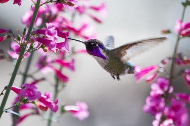 Costa'nın sinek kuşu 