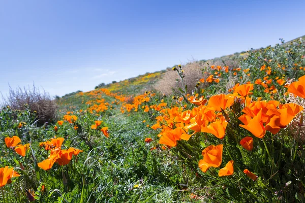 California Poppies-Eschscholzia californica —  Fotos de Stock