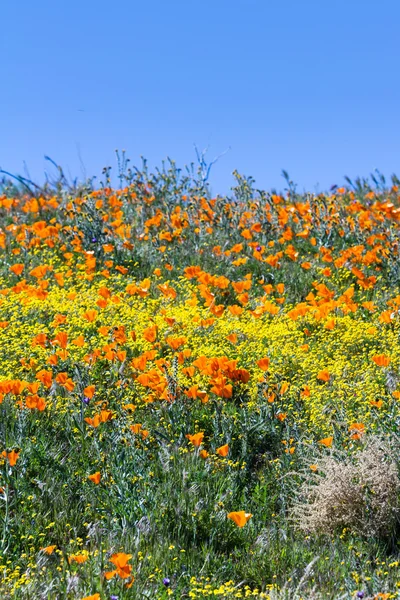 California Poppies-Eschscholzia californica —  Fotos de Stock