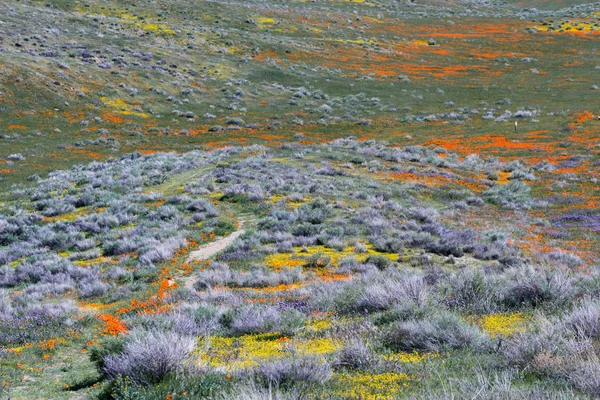 California Poppies -Eschscholzia californica — Stock fotografie