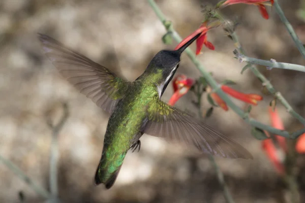 Kolibřík černá chinned — Stock fotografie