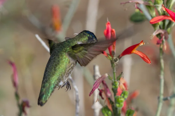 Чернощёкий колибри — стоковое фото