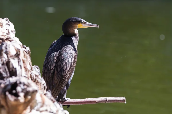 Great cormorant — Stock Photo, Image