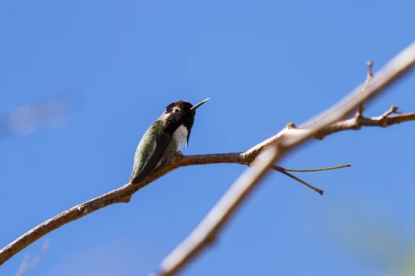 Hummungird de Costa — Fotografia de Stock