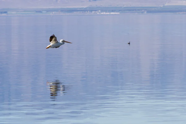 Amerikai fehér pelikán (Pelecanus erythrorhynchos)) — Stock Fotó