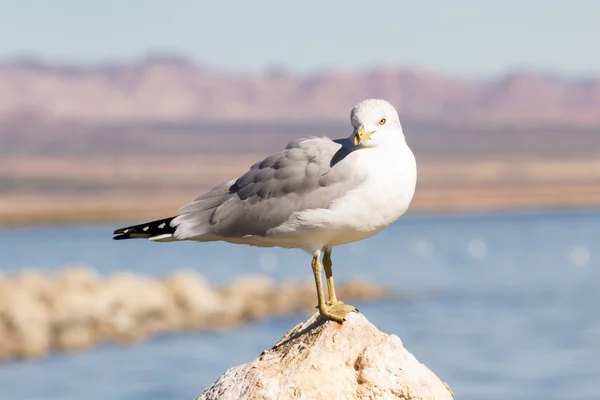 Gabbiano di aringa americano — Foto Stock