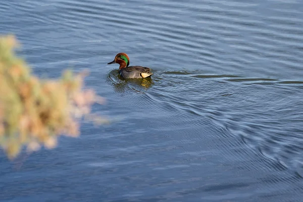 Teal-de-asa-verde — Fotografia de Stock