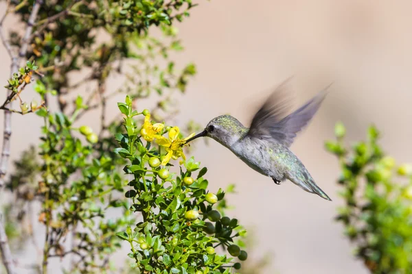 Hummingbird de Anna fêmea — Fotografia de Stock