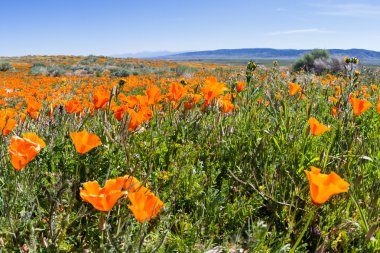 California haşhaş - Eschscholzia californica