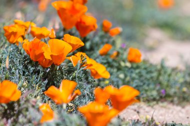 California haşhaş - Eschscholzia californica