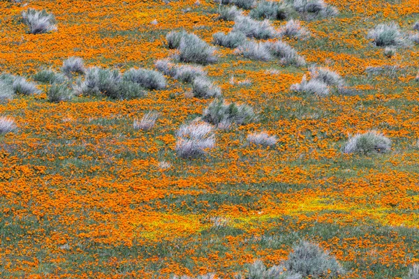 California Poppies -Eschscholzia californica — Stock fotografie