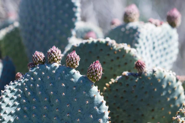 Cactus de pera espinosa —  Fotos de Stock