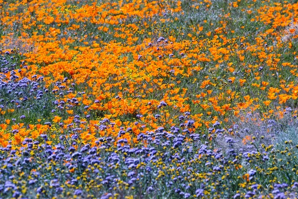 California Poppies-Eschscholzia californica — стоковое фото