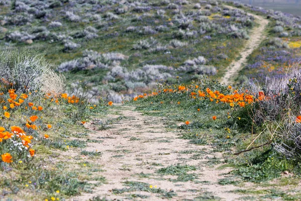California haşhaş - Eschscholzia californica — Stok fotoğraf
