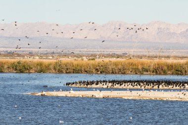 Kulaklı dalgıç, Salton Denizi, Kaliforniya