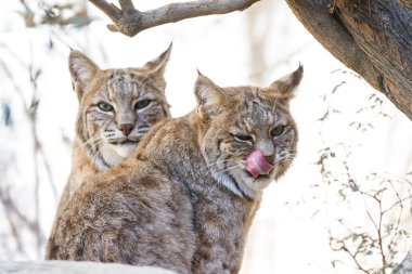 Bobcat - Lynx rufus clipart