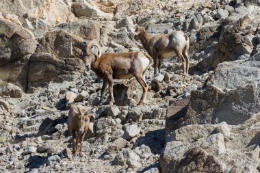 Bighorn koyun - Ovis canadensis nelsoni