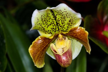 Orkide - Salepgiller 