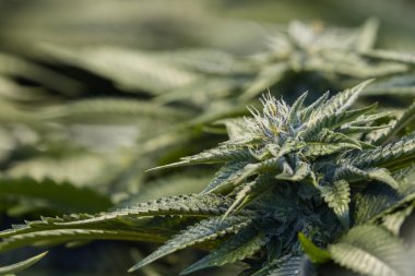 Marijuana bitkisi