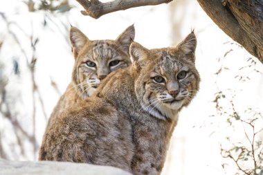 Bobcat - Lynx rufus clipart