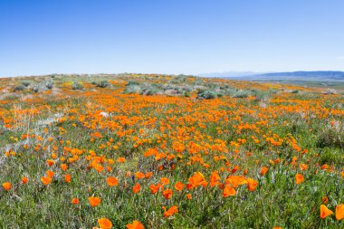 California haşhaş - Eschscholzia californica