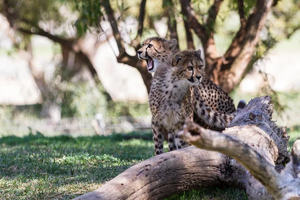 치타-Acinonyx jubatus — 스톡 사진