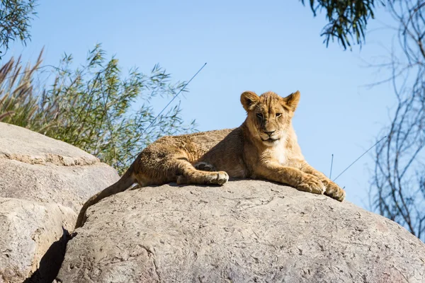 Leeuw cub — Stockfoto