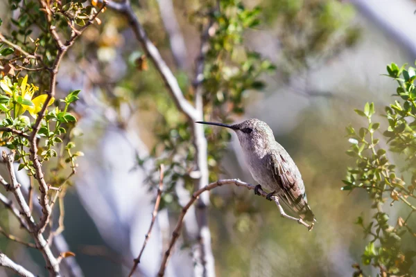 Hummingbird Άννας θηλυκό — Φωτογραφία Αρχείου
