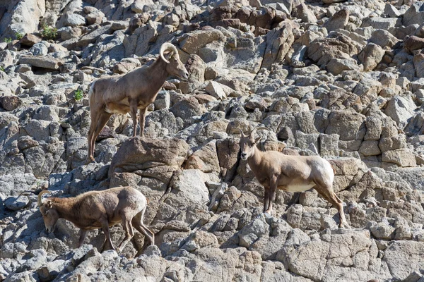 Ovini di Bighorn - Ovis canadensis nelsoni — Foto Stock