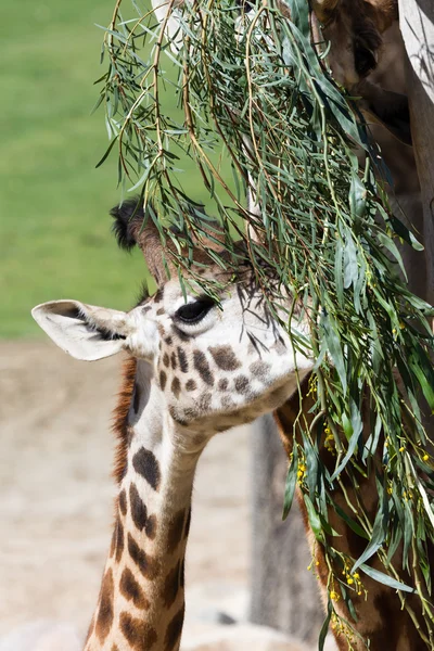 Жираф - жираф верблюд — стокове фото