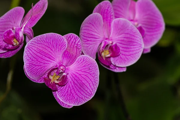 Orchidee - Orchideen — Stockfoto
