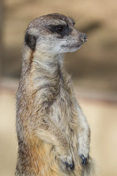 Meerkat - Suricata suricatta — Stock Photo, Image