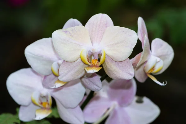 Orchidea - Orchidaceae — Zdjęcie stockowe