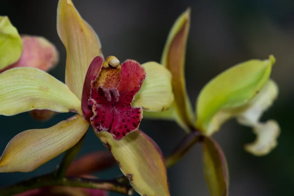 Orquídea - Orchidaceae — Foto de Stock