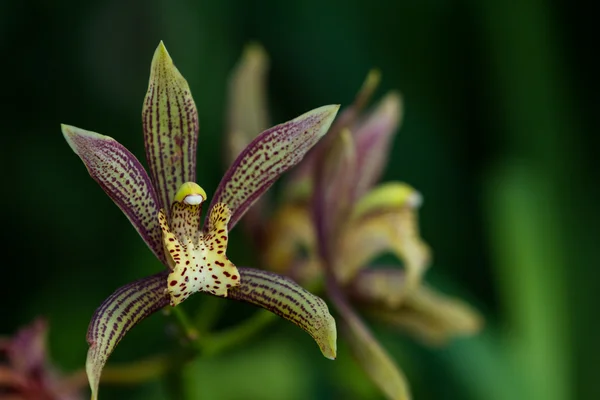 Орхидея - Orchidaceae — стоковое фото
