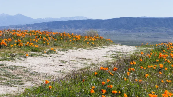 California Poppies-Eschscholzia californica — Foto de Stock