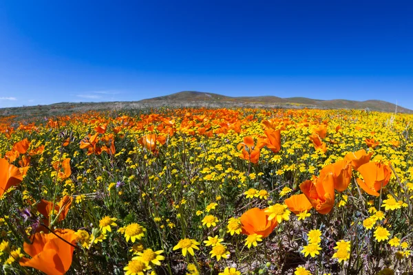 カリフォルニア ポピー-Eschscholzia と — ストック写真