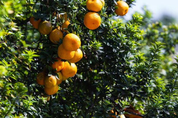 Калифорния.
 