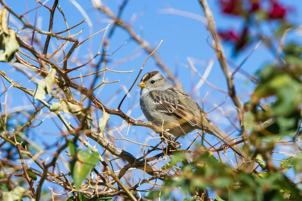 Singsperling - melospiza melodia — Stockfoto