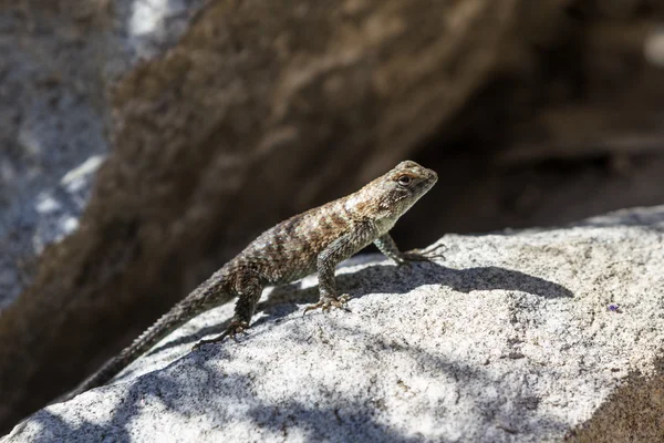 Lagarto de cerca occidental — Foto de Stock