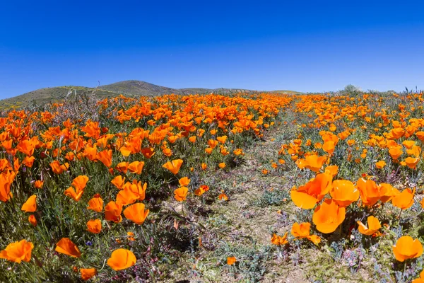 Califórnia papoilas eschscholzia californica — Fotografia de Stock