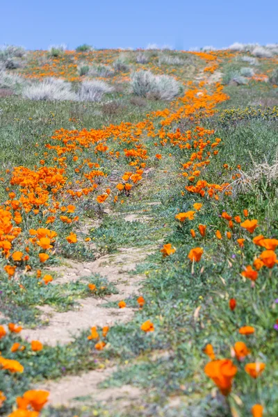 加州罂粟花-Eschscholzia 夜蛾 — 图库照片