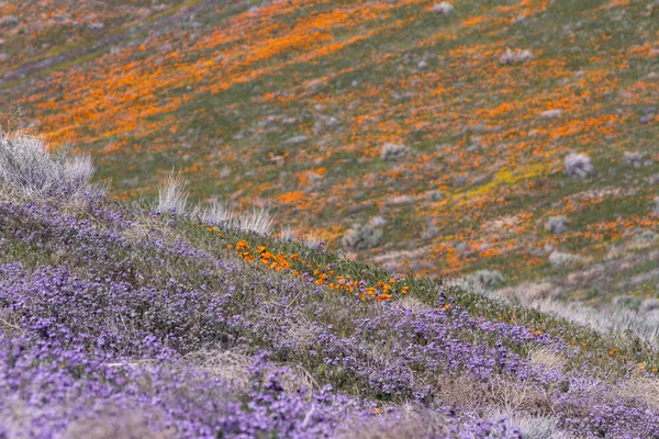 California Poppies-Eschscholzia californica — стоковое фото